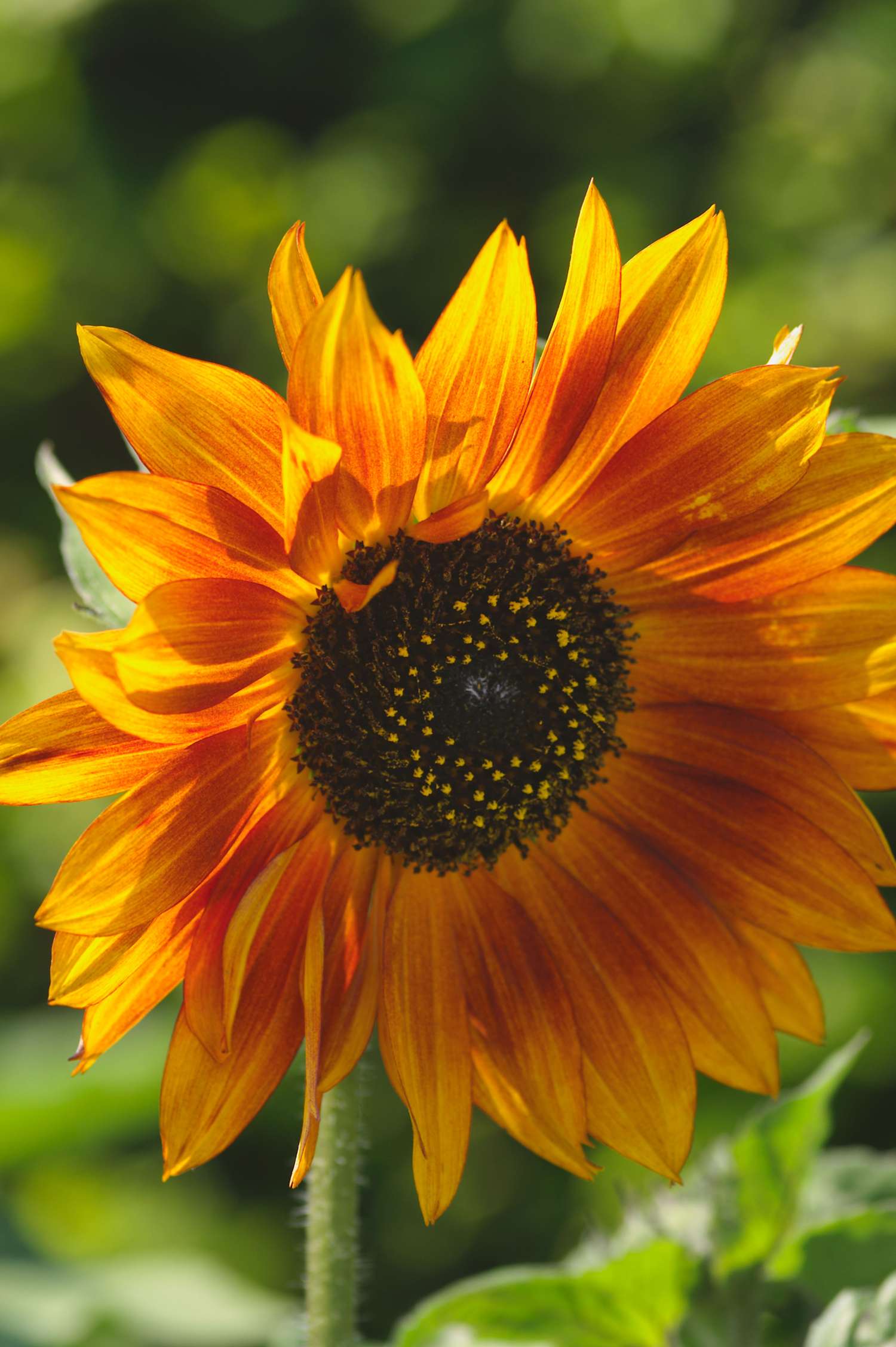 Tournesol 'Velvet Queen' (graines)